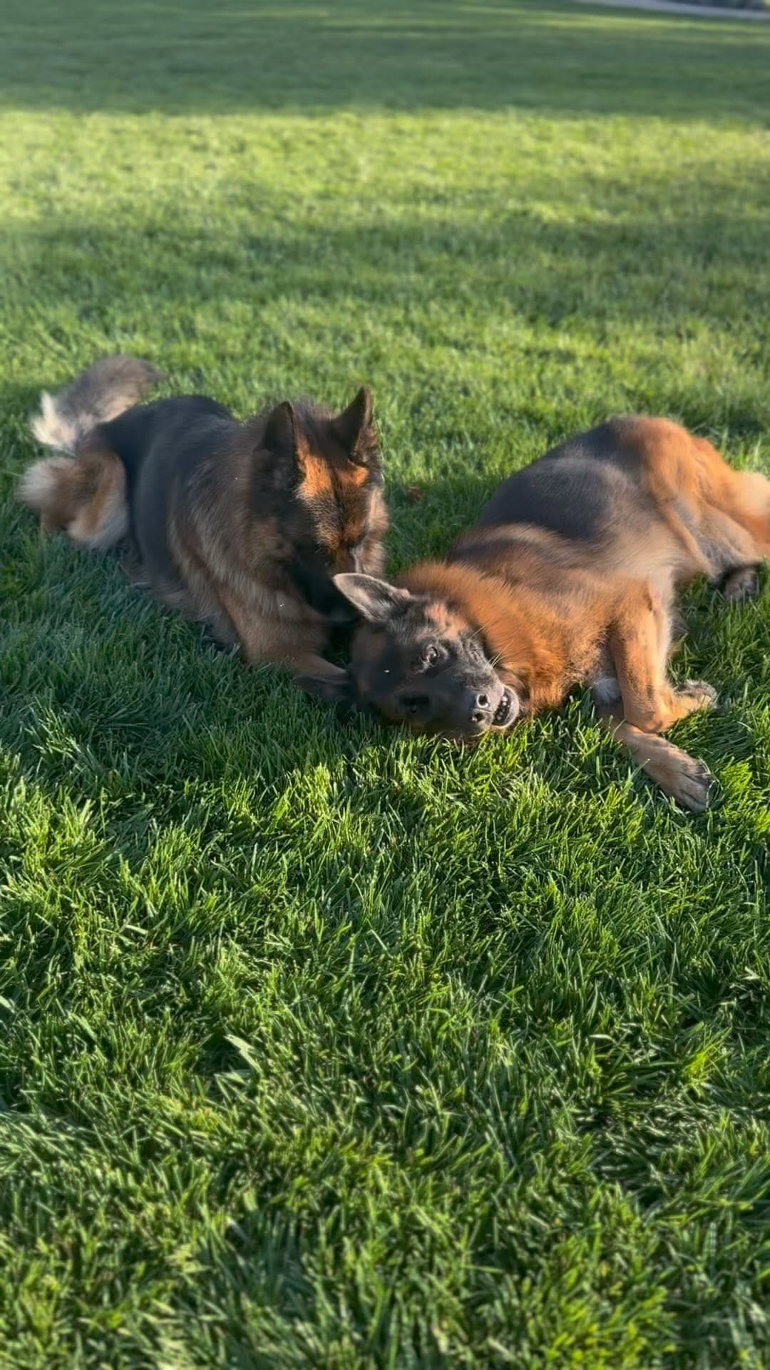 Post 7 by Wa-Bo German Shepherds on Instagram (video)