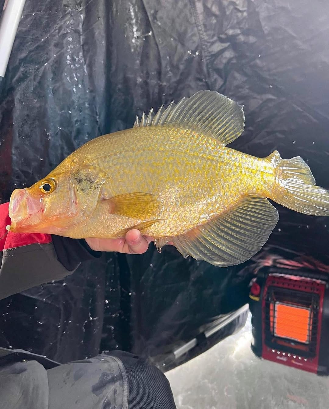 Post 3 by American Panfishing on Instagram (image)