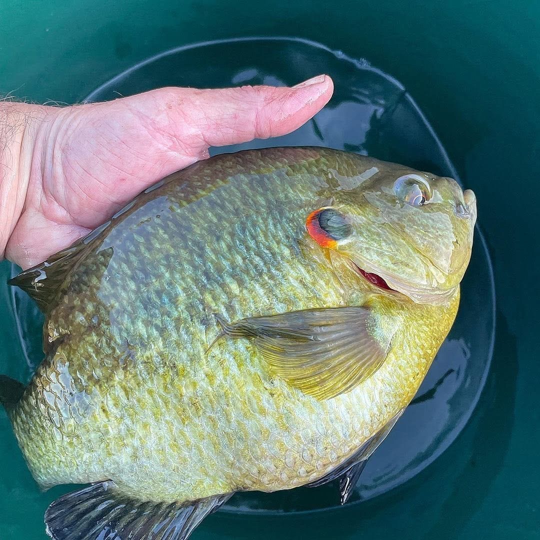 Post 7 by American Panfishing on Instagram (image)