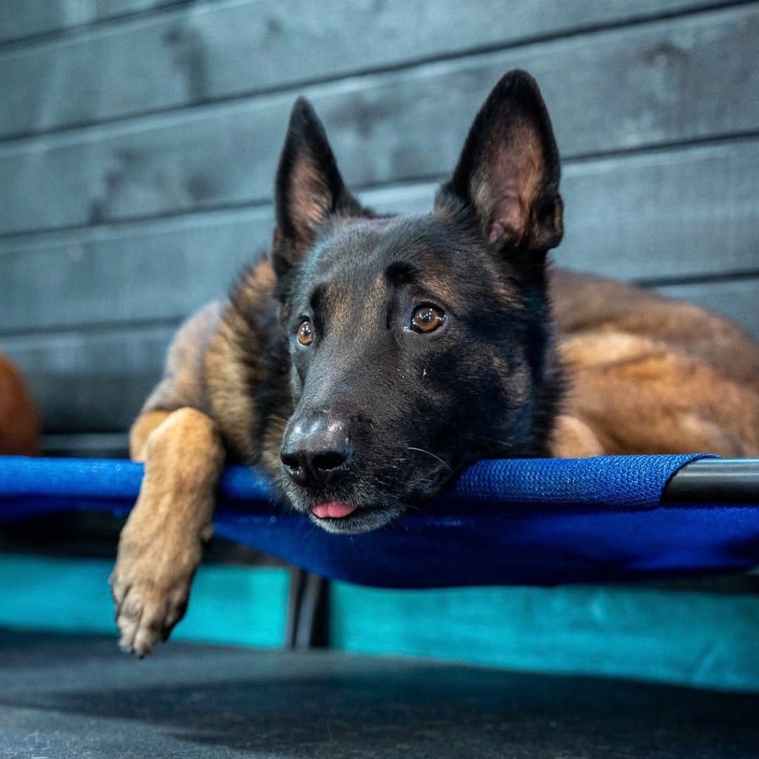 Post 1 by Seven Houston Dog Training on Instagram (image)