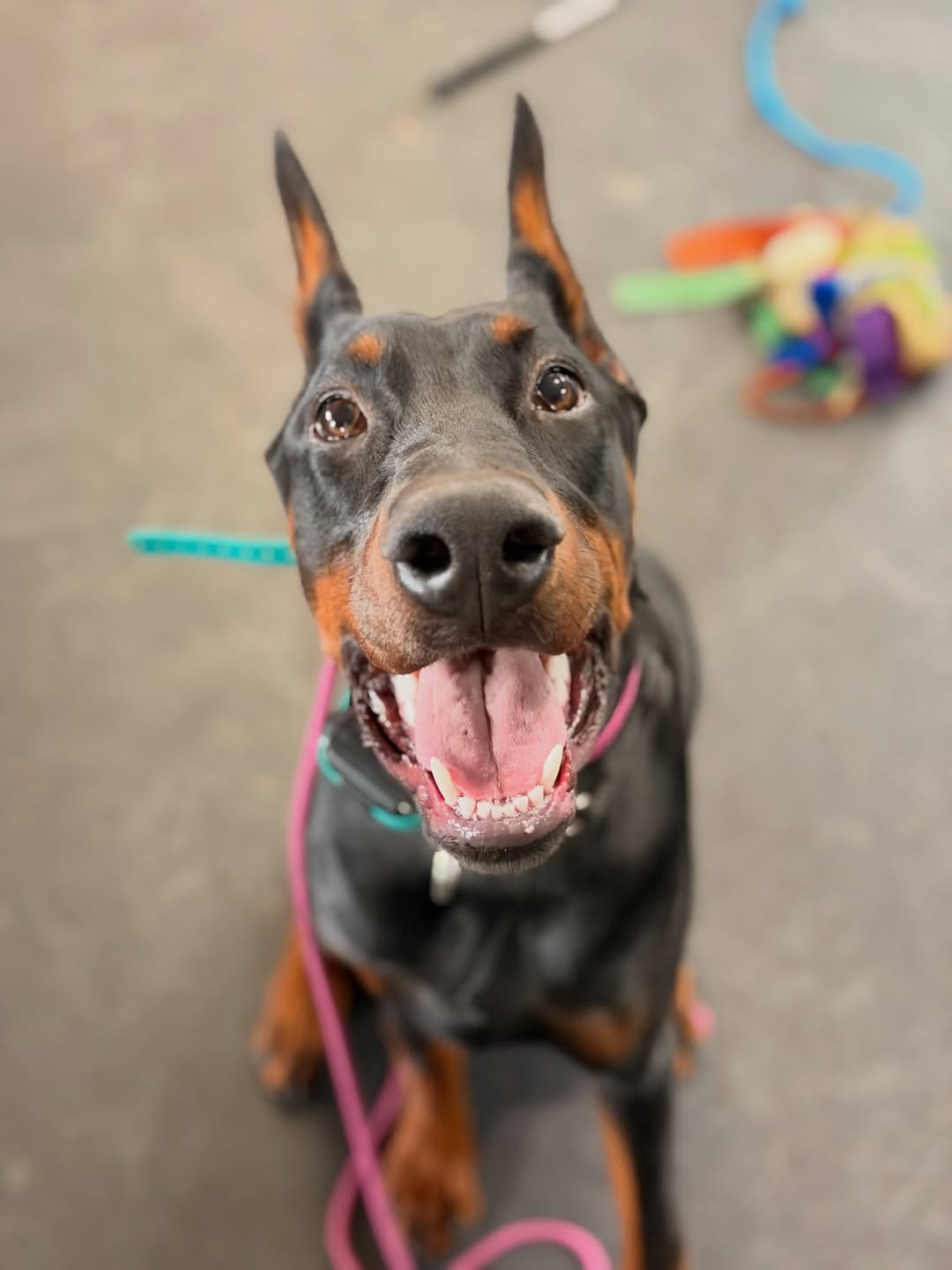 Post 5 by Seven Houston Dog Training on Instagram (image)