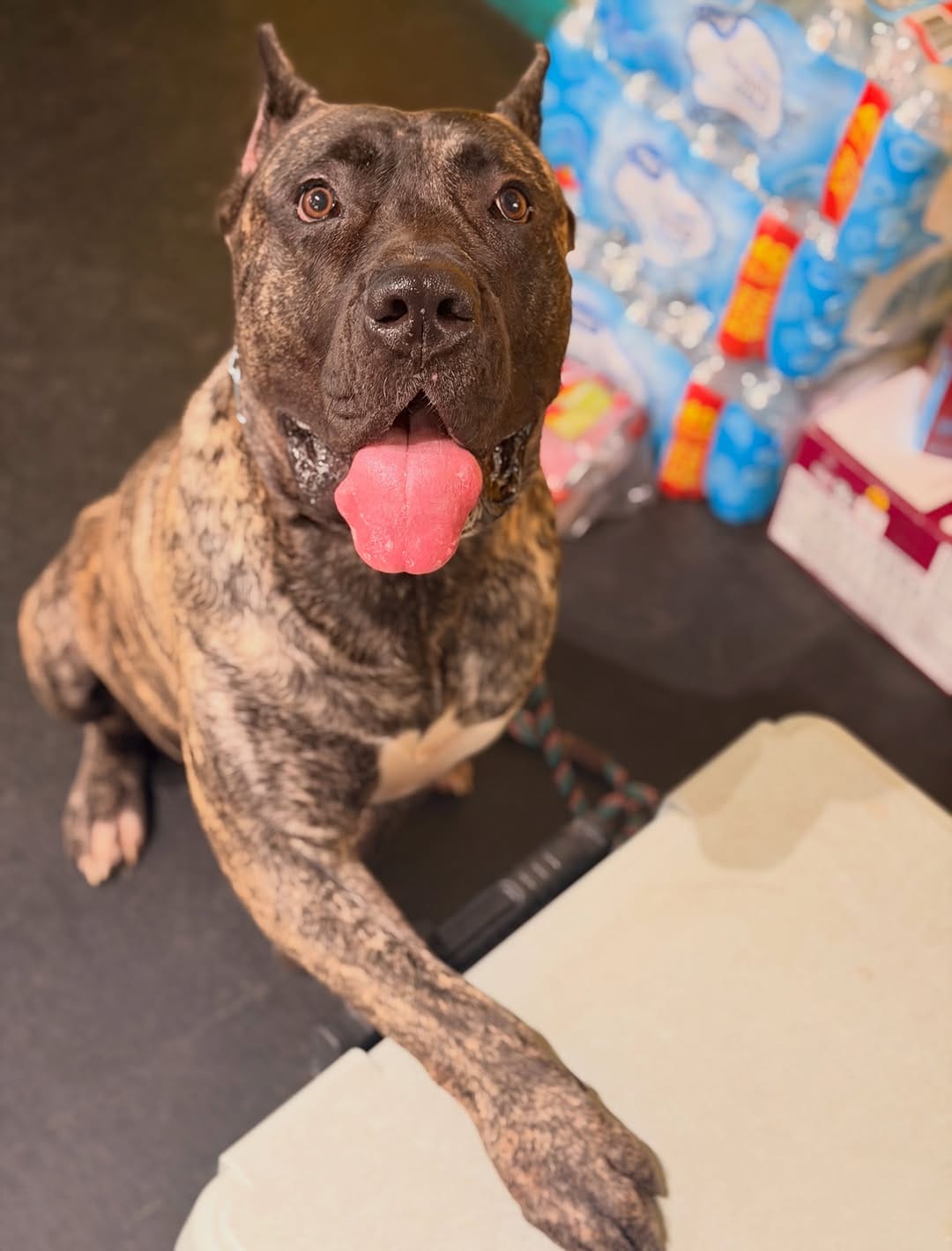 Post 2 by Seven Houston Dog Training on Instagram (image)