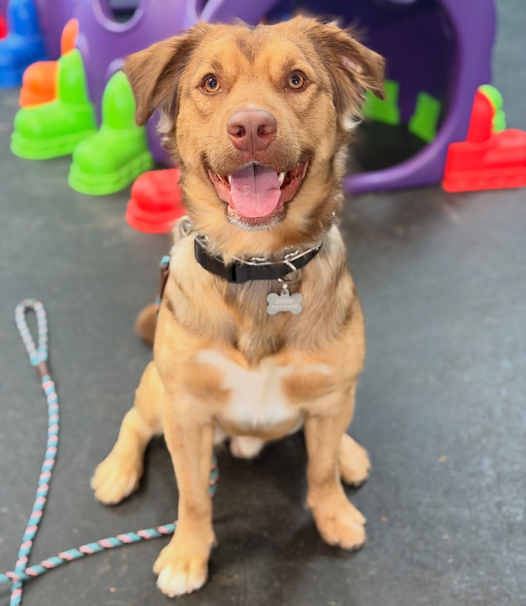 Post 3 by Seven Houston Dog Training on Instagram (image)