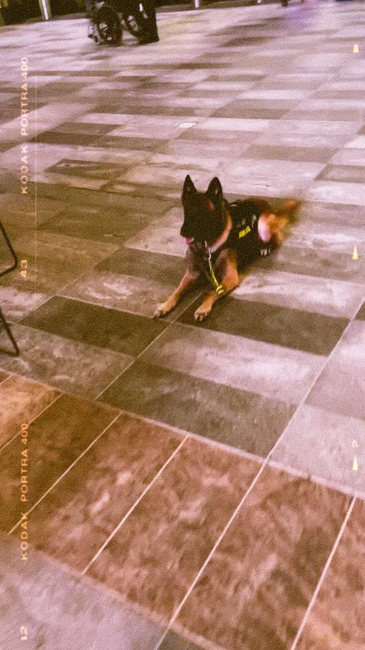 Post 10 by Seven Houston Dog Training on Instagram (video)