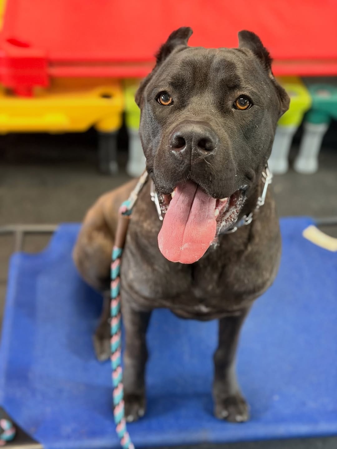Post 6 by Seven Houston Dog Training on Instagram (image)