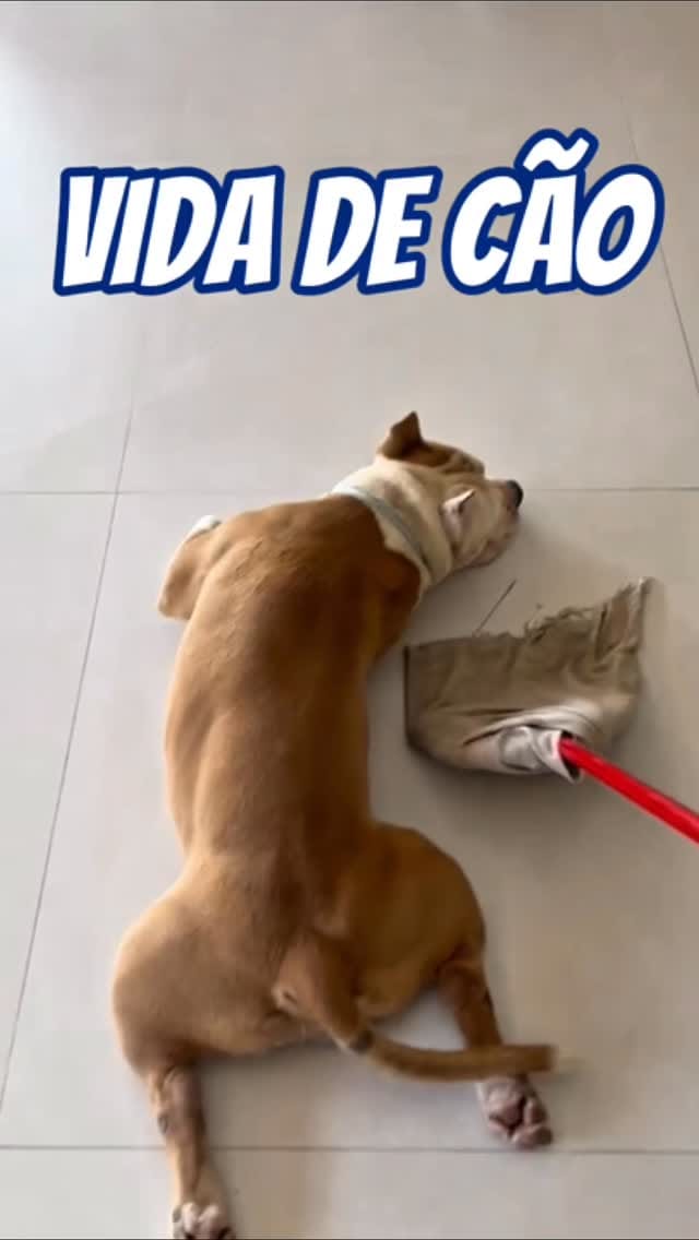 Post 7 by CANIL MALLABRIGO 🇧🇷 on Instagram (video)