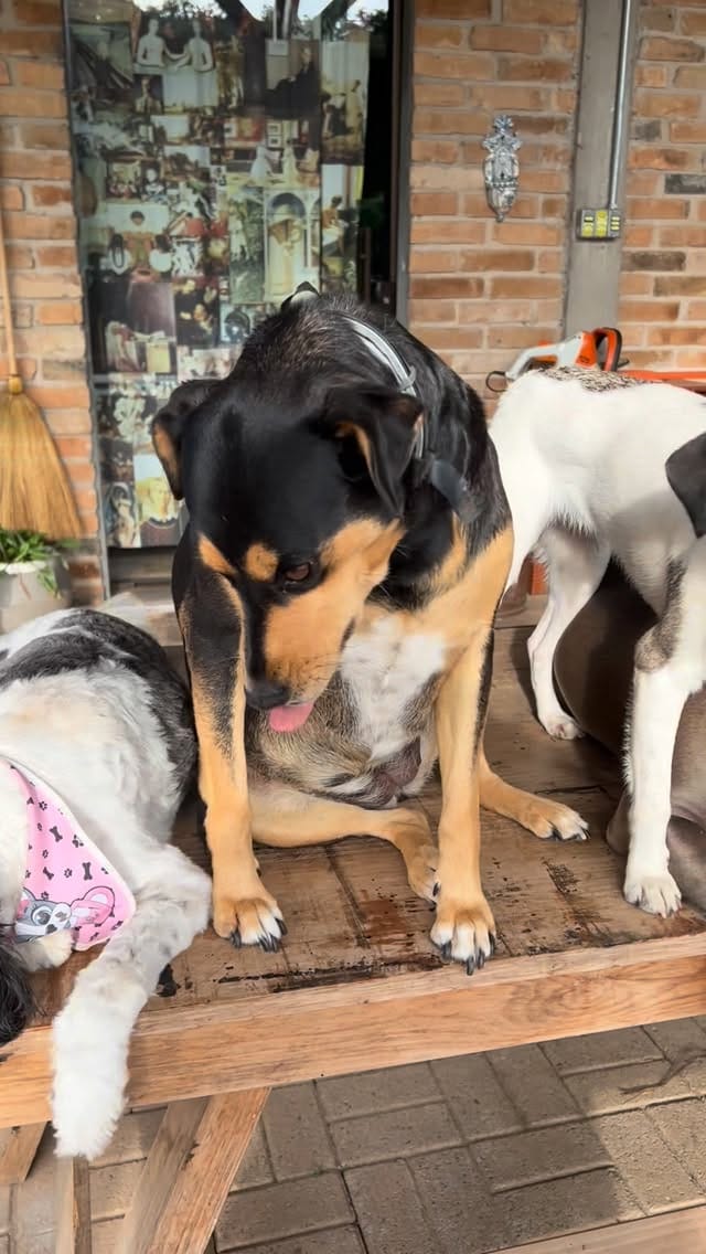 Post 5 by CANIL MALLABRIGO 🇧🇷 on Instagram (video)