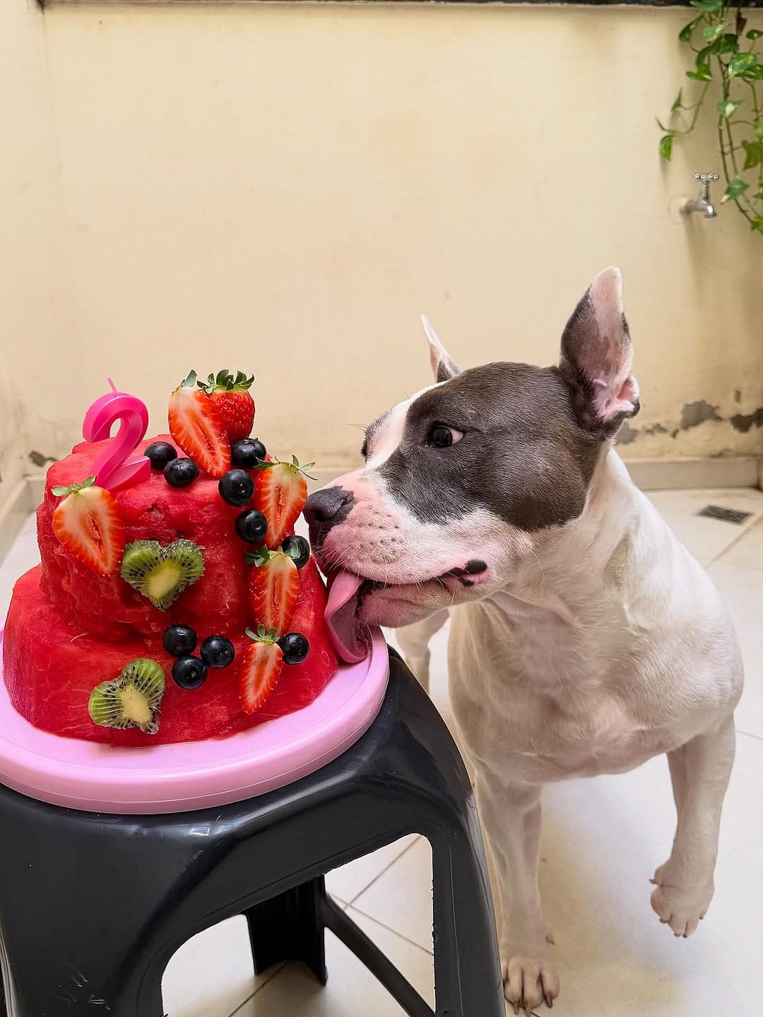 Post 4 by CANIL MALLABRIGO 🇧🇷 on Instagram (carousel)