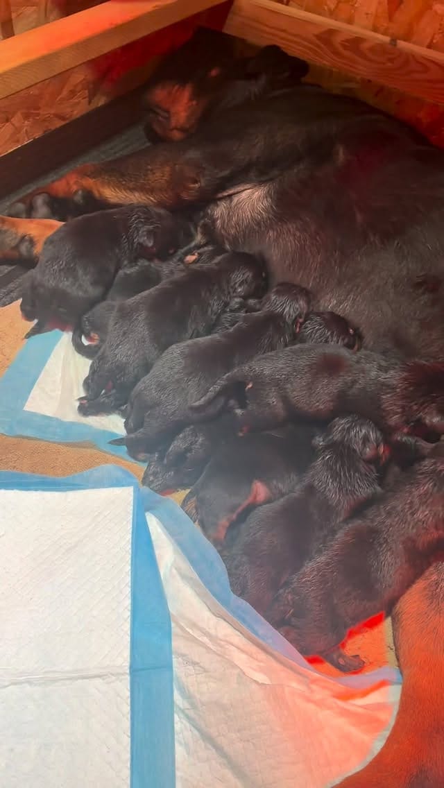 Post 3 by Alex Tovar 💥 Dog Breeder on Instagram (video)