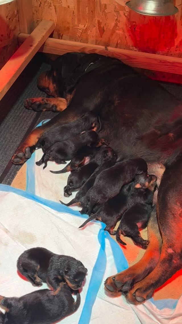 Post 4 by Alex Tovar 💥 Dog Breeder on Instagram (video)