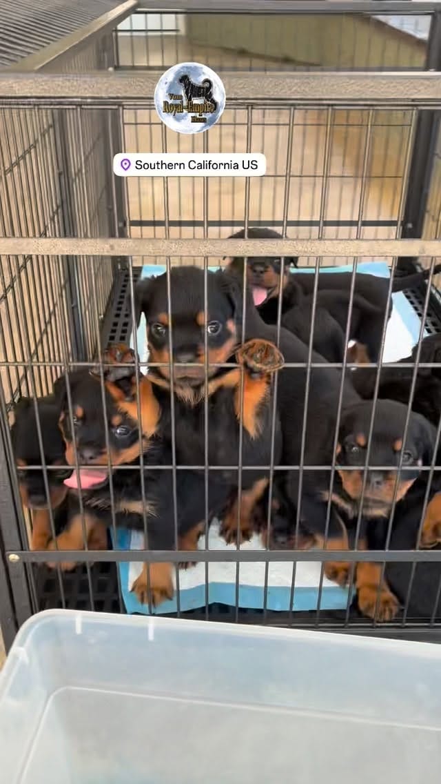 Post 1 by Alex Tovar 💥 Dog Breeder on Instagram (video)