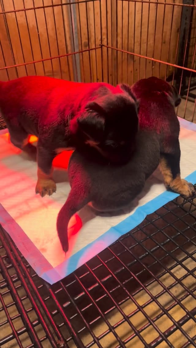 Post 9 by Alex Tovar 💥 Dog Breeder on Instagram (video)
