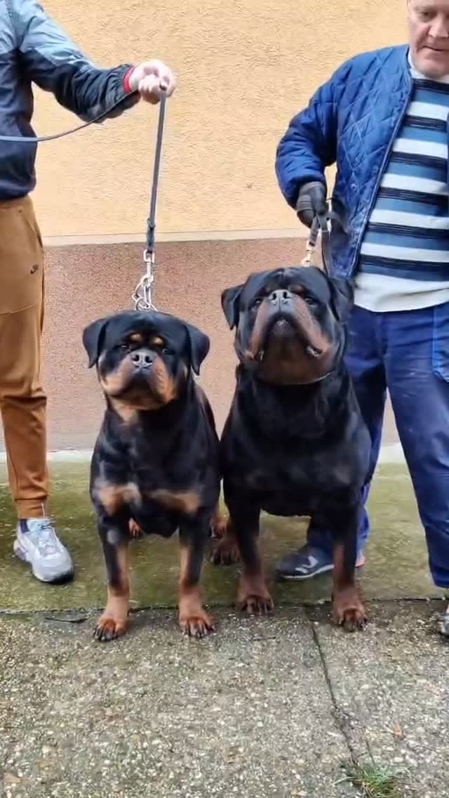 Post 2 by Alex Tovar 💥 Dog Breeder on Instagram (video)