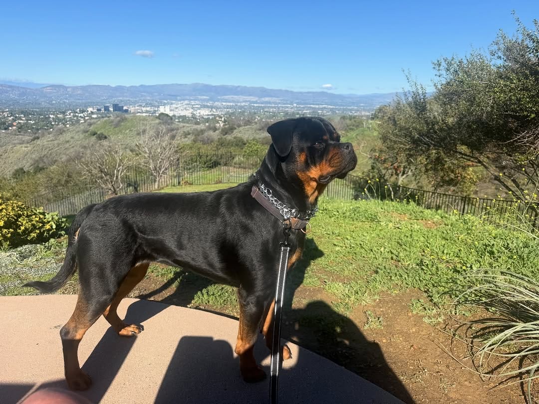 Post 10 by Alex Tovar 💥 Dog Breeder on Instagram (image)