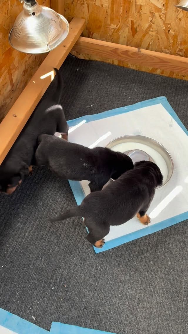 Post 6 by Alex Tovar 💥 Dog Breeder on Instagram (video)