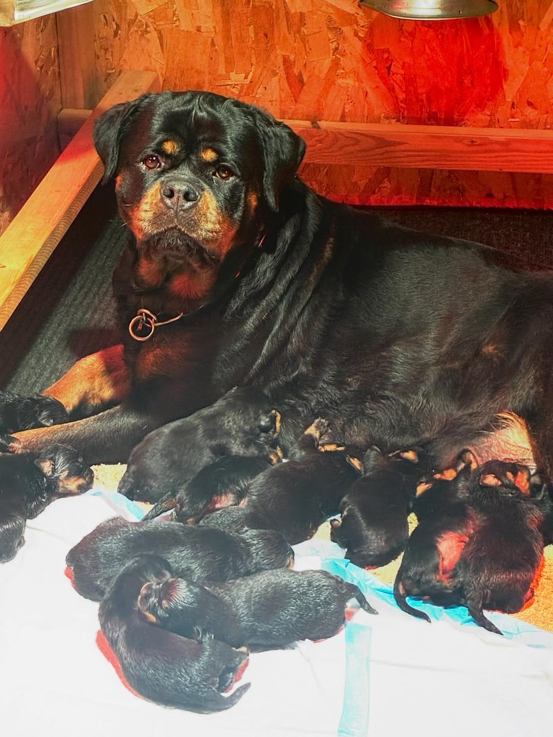 Post 5 by Alex Tovar 💥 Dog Breeder on Instagram (image)