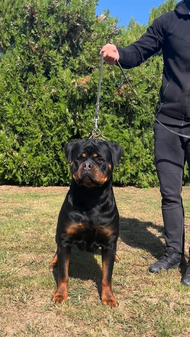 Post 8 by Alex Tovar 💥 Dog Breeder on Instagram (video)