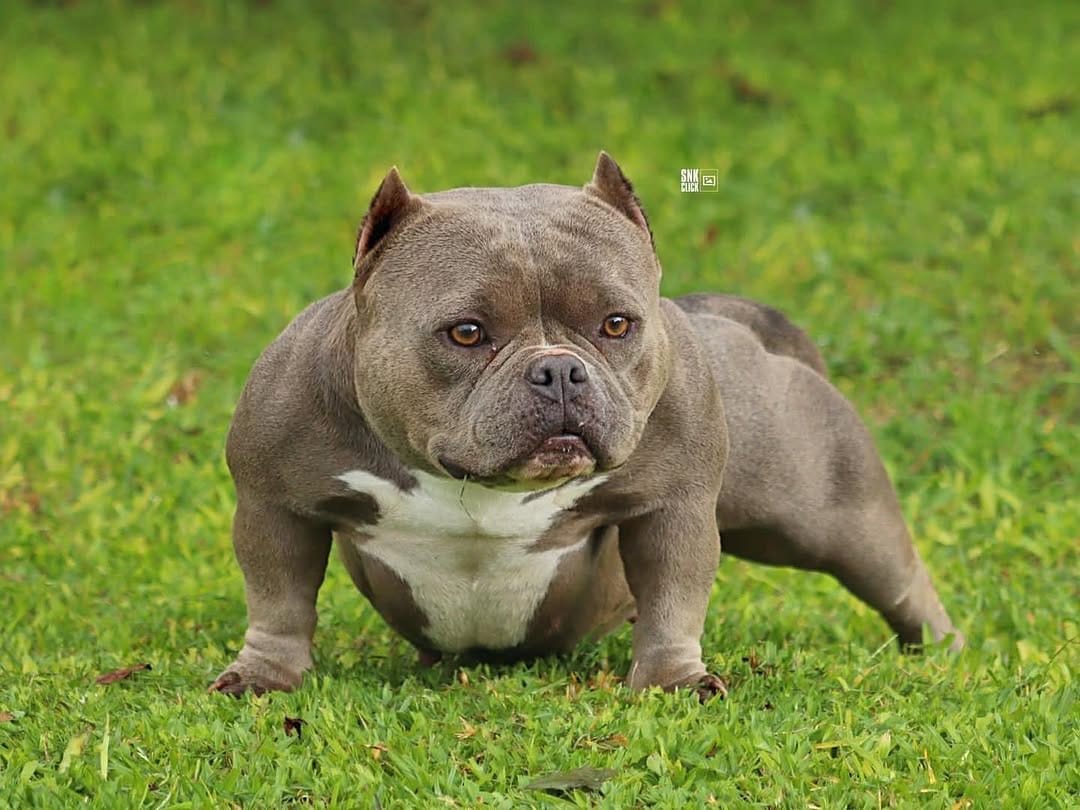 Post 1 by A.M Bulls kennel (AMBK) on Instagram (image)