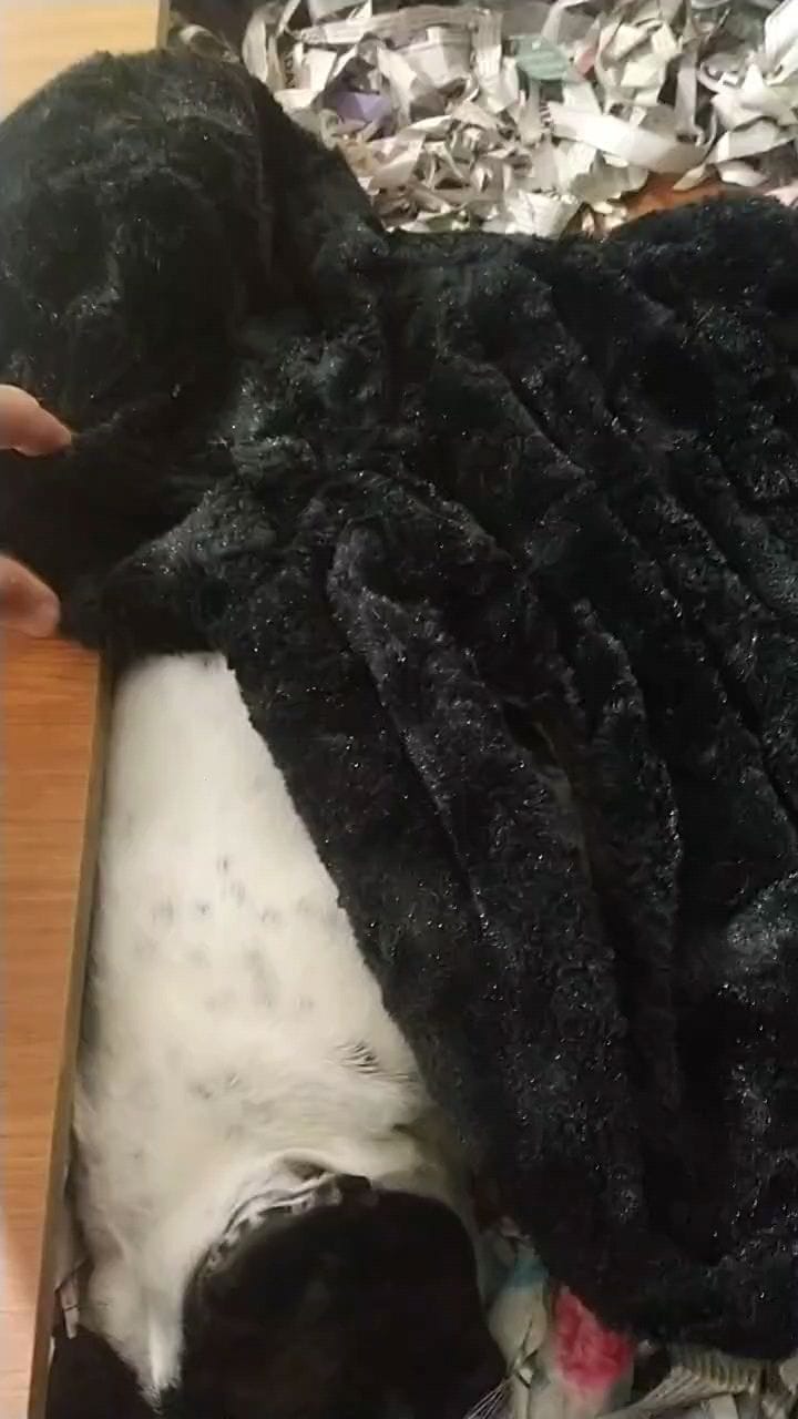 Post 10 by A.M Bulls kennel (AMBK) on Instagram (video)