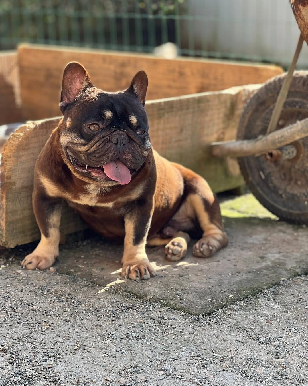 Post 2 by A.M Bulls kennel (AMBK) on Instagram (carousel)
