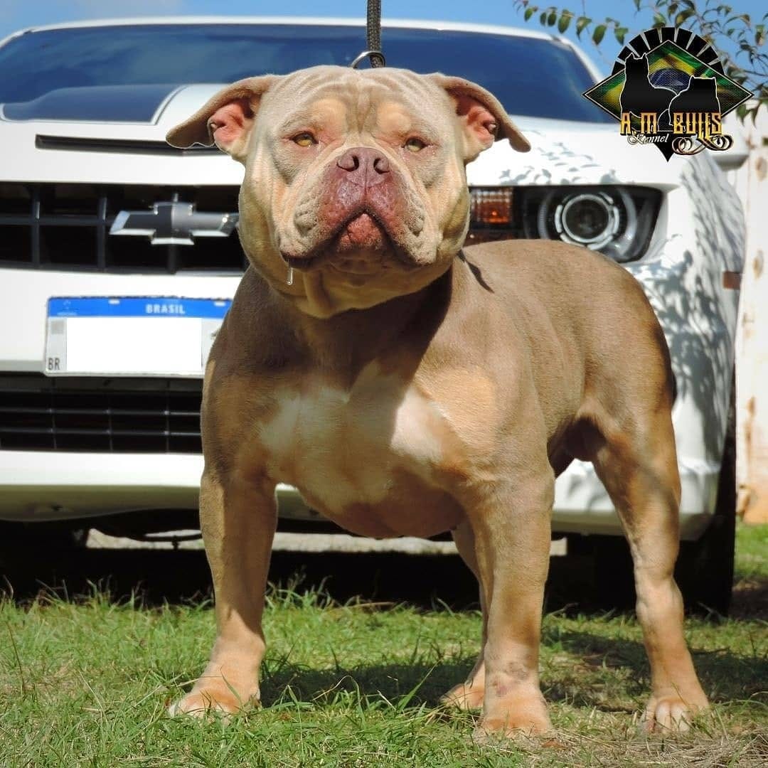 Post 7 by A.M Bulls kennel (AMBK) on Instagram (image)