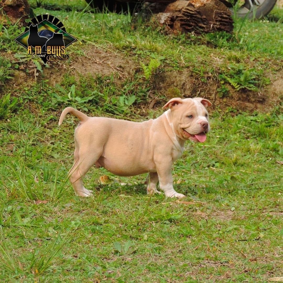 Post 4 by A.M Bulls kennel (AMBK) on Instagram (carousel)
