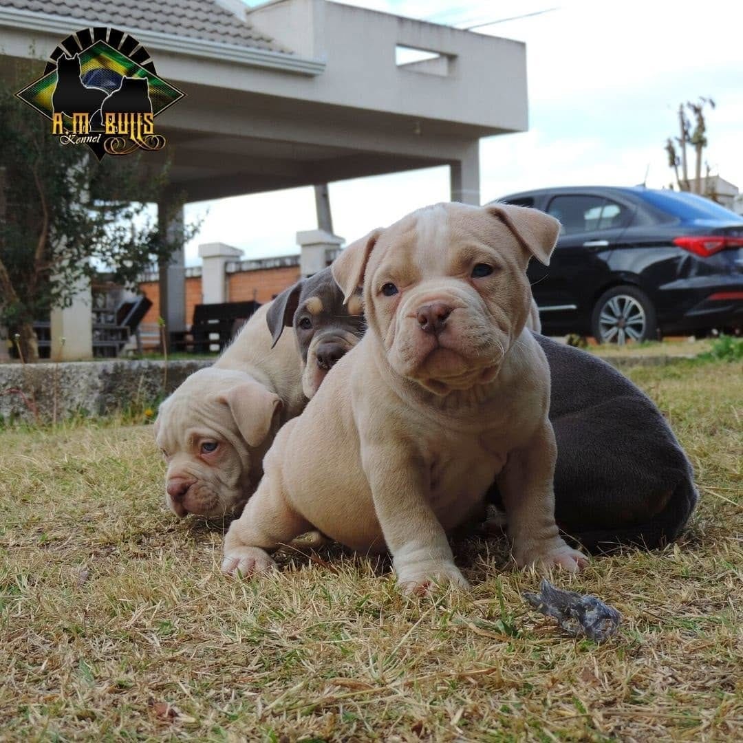 Post 6 by A.M Bulls kennel (AMBK) on Instagram (carousel)