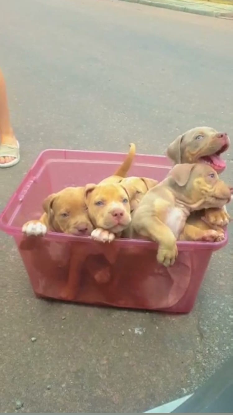 Post 3 by A.M Bulls kennel (AMBK) on Instagram (video)