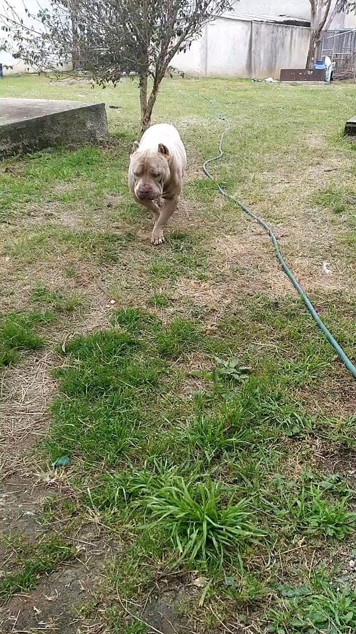 Post 8 by A.M Bulls kennel (AMBK) on Instagram (video)