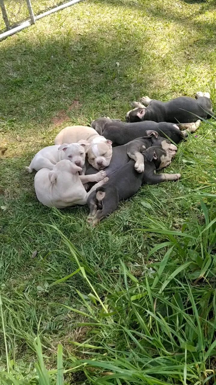 Post 5 by A.M Bulls kennel (AMBK) on Instagram (video)