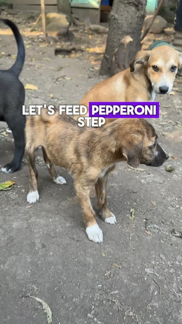 Post 2 by Yaakov Kinstein | Professonal Dog Trainer on Instagram (video)