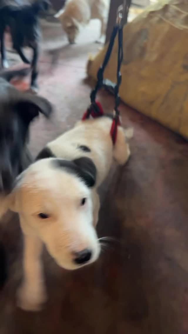 Post 4 by Yaakov Kinstein | Professonal Dog Trainer on Instagram (video)