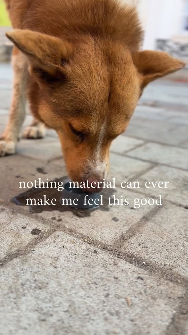 Post 1 by Yaakov Kinstein | Professonal Dog Trainer on Instagram (video)
