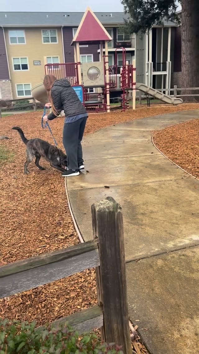 Post 10 by Yaakov Kinstein | Professonal Dog Trainer on Instagram (video)