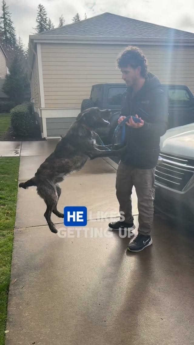 Post 9 by Yaakov Kinstein | Professonal Dog Trainer on Instagram (video)