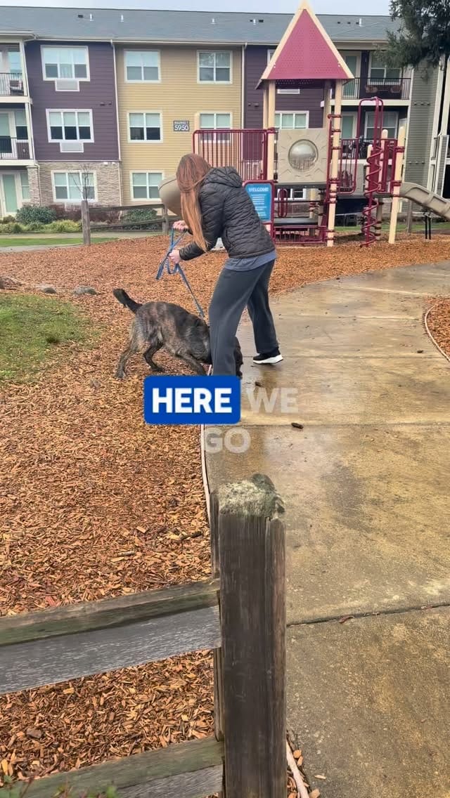 Post 6 by Yaakov Kinstein | Professonal Dog Trainer on Instagram (video)