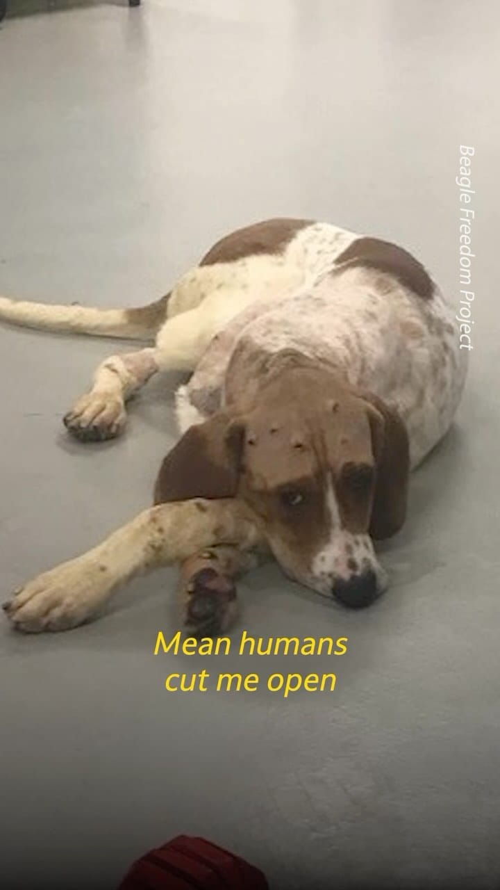 Post 10 by Otis the Handsome Hound on Instagram (video)