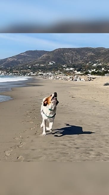 Post 9 by Otis the Handsome Hound on Instagram (video)