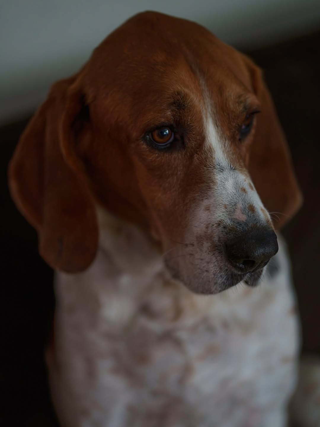 Post 1 by Otis the Handsome Hound on Instagram (image)