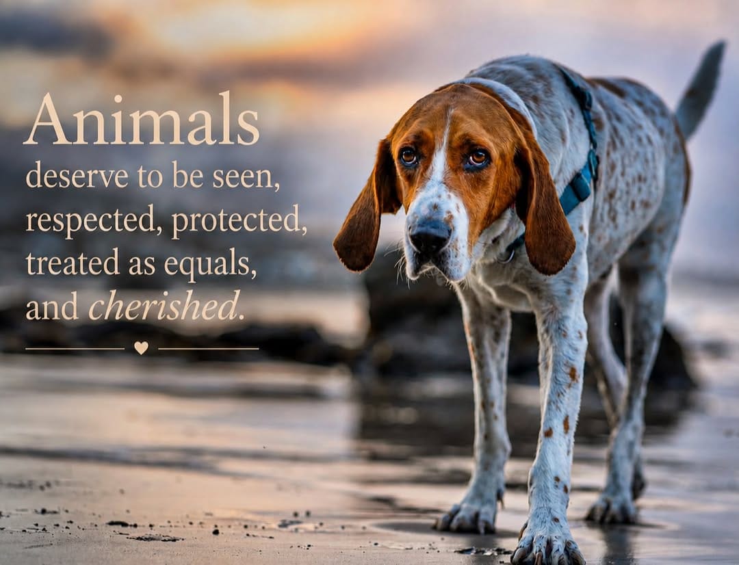 Post 6 by Otis the Handsome Hound on Instagram (image)