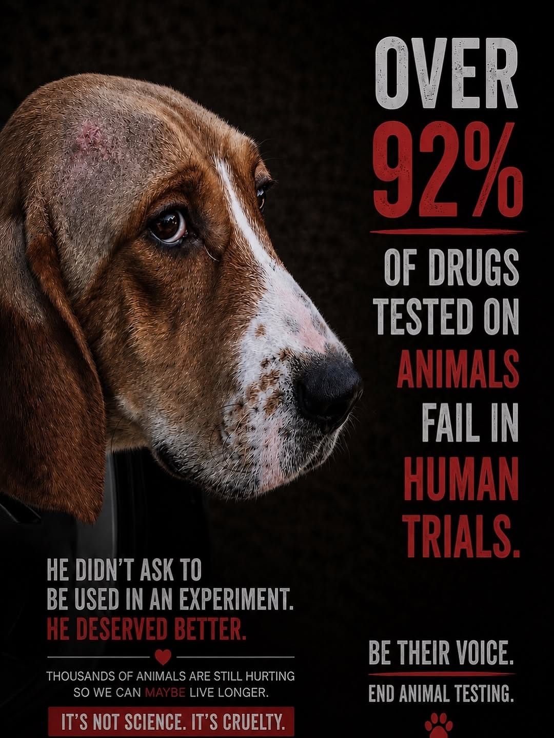 Post 3 by Otis the Handsome Hound on Instagram (image)