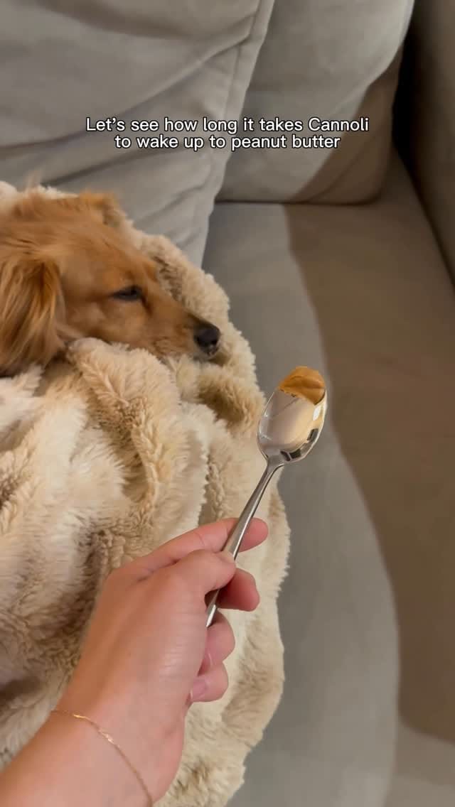 Post 8 by Cannoli on Instagram (video)