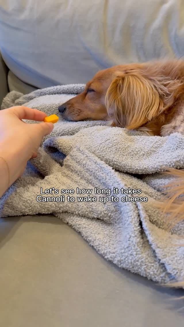 Post 4 by Cannoli on Instagram (video)