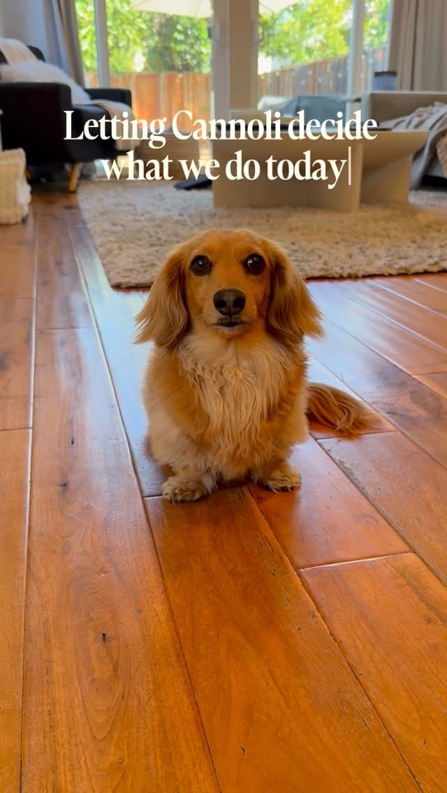 Post 5 by Cannoli on Instagram (video)