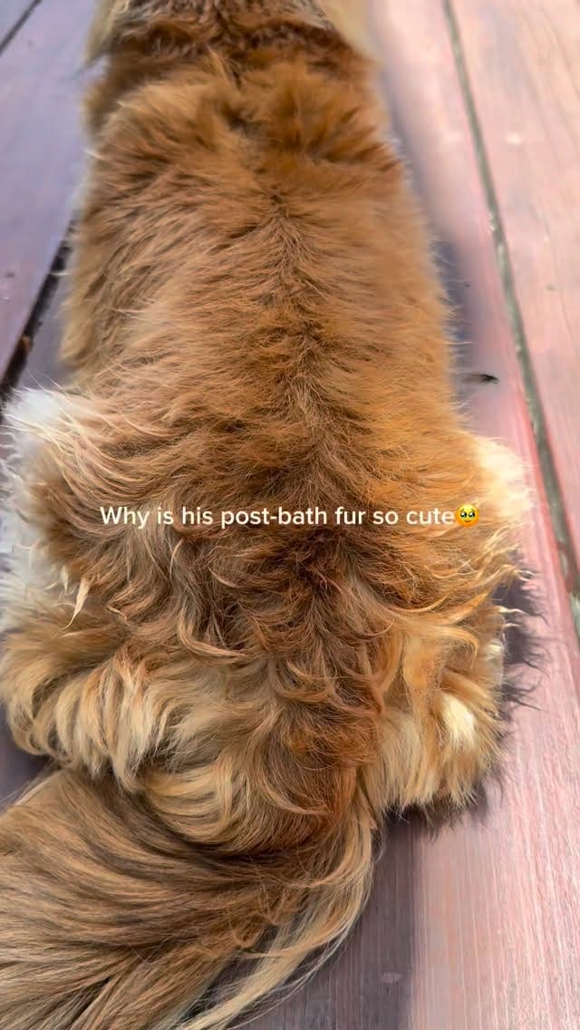 Post 6 by Cannoli on Instagram (video)