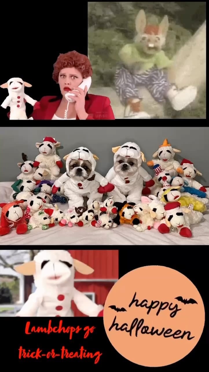 Post 3 by Tedy & Phoenix the Shihtzus 🐾 on Instagram (video)