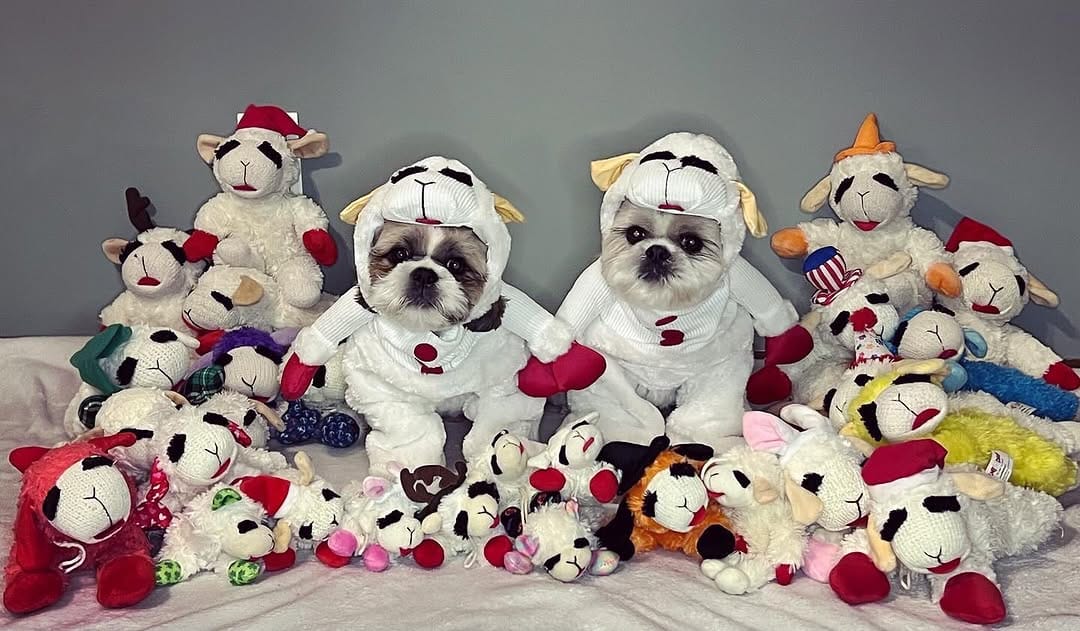 Post 2 by Tedy & Phoenix the Shihtzus 🐾 on Instagram (image)