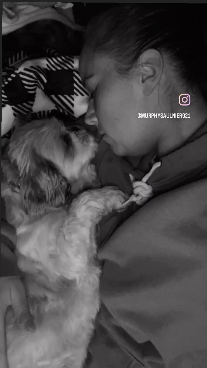 Post 7 by Tedy & Phoenix the Shihtzus 🐾 on Instagram (video)