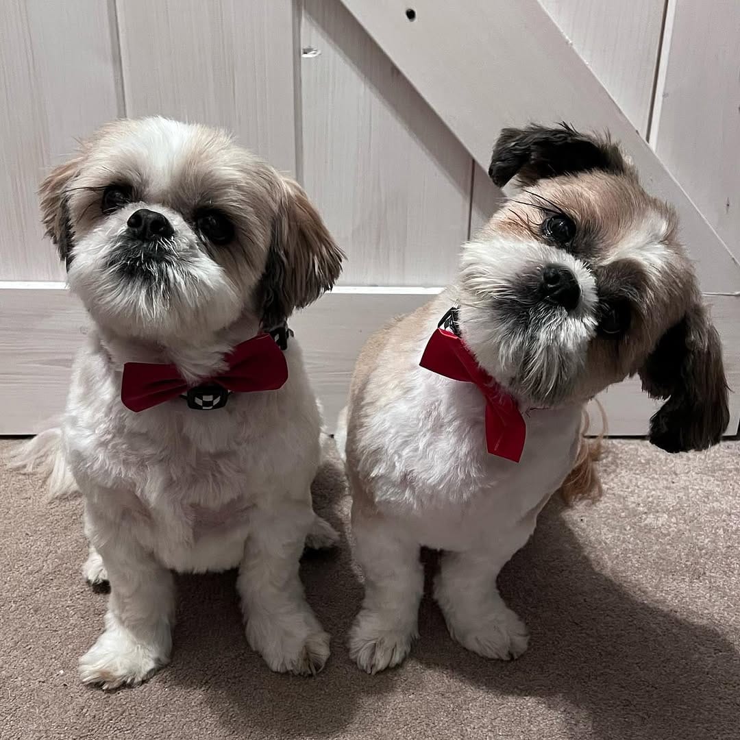 Post 9 by Tedy & Phoenix the Shihtzus 🐾 on Instagram (image)