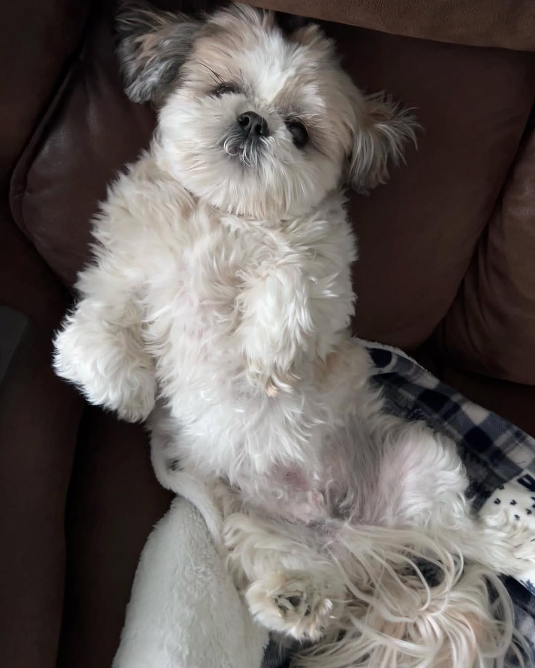 Post 8 by Tedy & Phoenix the Shihtzus 🐾 on Instagram (carousel)